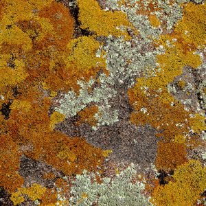 Mosaico Amarelo 01
